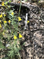 Linaria bipunctata glutinosa