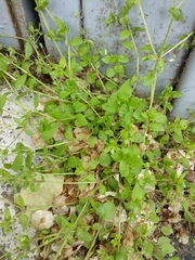 Magnoliopsida