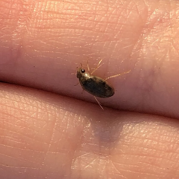 Berosus elongatulus