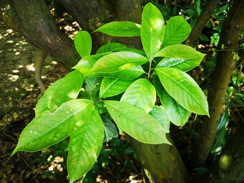 Symplocos theophrastifolia iNat (3)