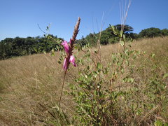 Watsonia densiflora