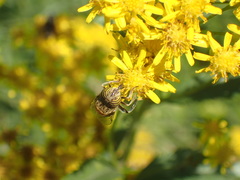 Eristalodes