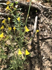 Linaria bipunctata glutinosa