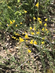 Linaria bipunctata glutinosa