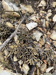 Selaginella sanguinolenta