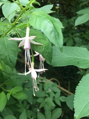 Fuchsia magellanica