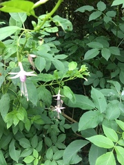 Fuchsia magellanica