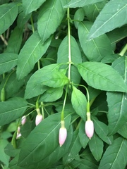 Fuchsia magellanica
