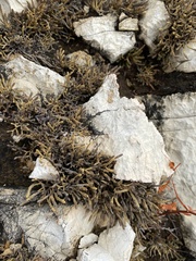 Selaginella sanguinolenta