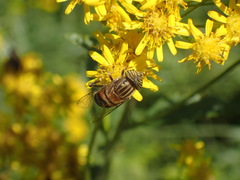 Eristalodes