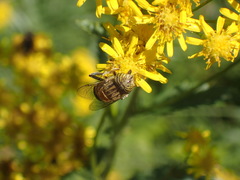 Eristalodes