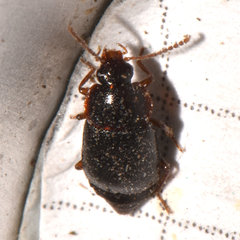 Olophrum obtectum