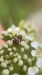 Anthrenus isabellinus