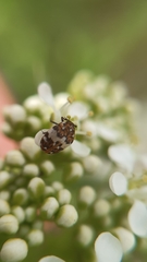 Anthrenus isabellinus