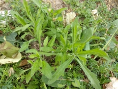 Angiospermae