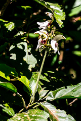 Justicia adhatodoides