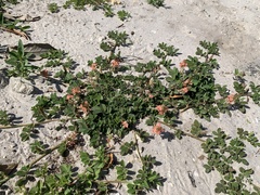 Indigofera spicata image
