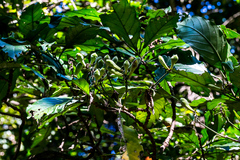 Justicia adhatodoides