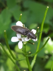 Athous haemorrhoidalis