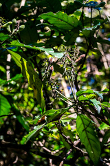 Justicia adhatodoides