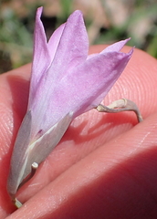 Gladiolus parvulus