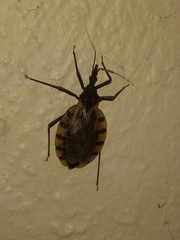 Triatoma mexicana