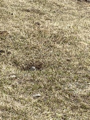 Urocitellus undulatus