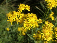 Senecio serratuloides