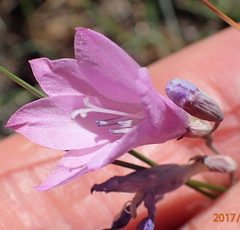 Gladiolus parvulus