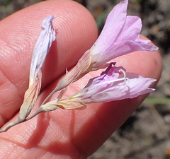 Gladiolus parvulus