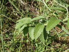 Nidorella auriculata