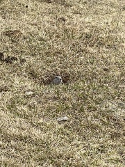 Urocitellus undulatus