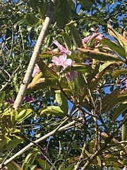 Meriania nobilis