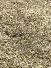 Urocitellus undulatus