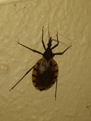 Triatoma mexicana