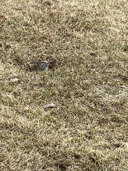 Urocitellus undulatus