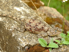 Agama kirkii