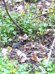 Parus major