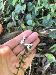 Plectranthus ciliatus