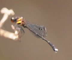 Prodasineura autumnalis