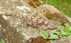 Agama kirkii