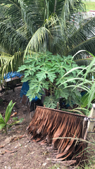 Carica papaya