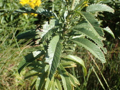 Senecio serratuloides