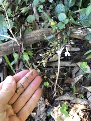 Plectranthus ciliatus