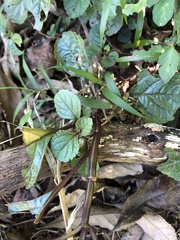Plectranthus ciliatus