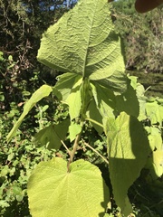 Sparrmannia africana