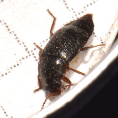 Olophrum obtectum