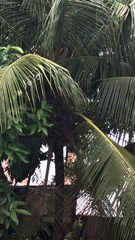 Arecaceae