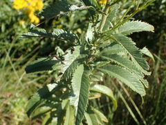 Senecio serratuloides