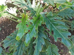 Thaumatophyllum xanadu